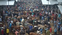 Begini suasana ramainya Pasar Hewan Jelok di Cepogo, Boyolali, Jawa Tengah, Jumat (14/6/2024).