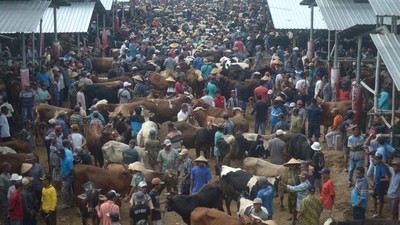 Tumpah Ruah Pasar Hewan Jelok Jelang Idul Adha