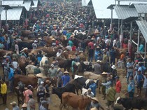 Tumpah Ruah Pasar Hewan Jelok Jelang Idul Adha