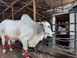 Sapi Kurban Asal Binjai Dibeli Jokowi Rp 90 Juta, Beratnya Capai 860 Kg