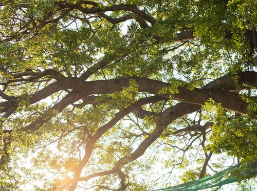 KPC Kembangkan Bibit Pohon Endemik di Lahan Bekas Tambang