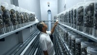 Hal itu dilakukan akibat pemanasan global penetasan di alam cenderung menghasilkan penyu betina.