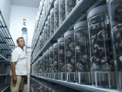 Inovasi Penetasan Telur Penyu di Banyuwangi