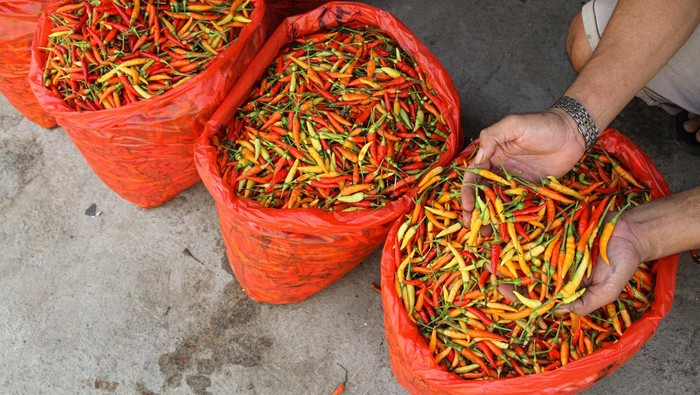 Jelang Idul Adha, Harga Cabai Naik di Pasar Terong Makassar Pedagang cabai melayani pembeli di Pasar Terong Makassar, Sulawesi Selatan, Jumat (14/6/2024). Harga cabai di daerah itu mengalami kenaikan jelang Idul Adha 1445 H yakni cabai rawit naik dari Rp36 ribu menjadi Rp40 ribu per kilogram dan cabai keriting naik menjadi Rp45 ribu dari sebelumnya Rp40 ribu per kilogram akibat minimnya pasokan dari beberapa daerah penghasil cabai seperti Kabupaten Enrekang, Sulsel. ANTARA FOTO/Arnas Padda/foc.