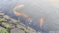Warga juga melak lauk atau menebar berbagai jenis ikan di saluran irigasi yang menjadi daya tarik bagi pengunjung yang datang. Langkah pelestarian ini beriringan dengan promosi potensi perikanan lokal Leuwihieum.