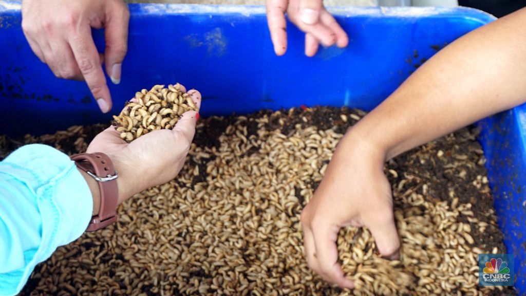 Kepala Eksekutif Pengawas Perilaku Pelaku Usaha Jasa Keuangan, Edukasi dan Pelindungan Konsumen Otoritas Jasa Keuangan (OJK) Friderica Widyasari Dewi meninjau bank sampah pusat pengelolahan sampah organik dapur dengan maggot di kawasan perumahan di Bantar Gebang, Sumur Batu, Bekasi, Jawa Barat, Jumat (14/6/2024). (CNBC Indonesia/Muhammad Sabki)