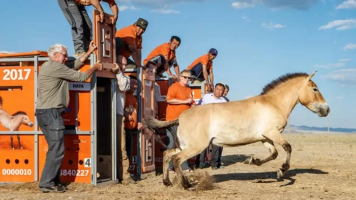 Kuda Przewalski