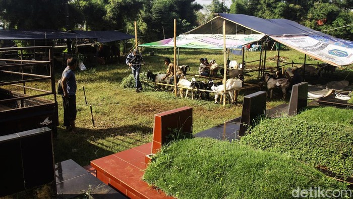 Pedagang memberikan makan hewan kurban yang dijual di lahan pemakaman Tanah Kusir, Jakarta Selatan, Jumat (14/6/2024). Lahan pemakaman milik yayasan tersebut disewa pedagang sejak sebulan lalu. Menurut penjual hewan kurban, menjelang Idul Adha 1445 H permintaan hewan kurban mengalami peningkatan sebesar 50 persen dibandingkan tahun sebelumnya dengan harga jual Rp 3 juta - Rp 6 juta per ekor kambing dan untuk harga sapi Rp 17 juta - Rp 33 juta per ekor tergantung besar dan berat badan hewan.