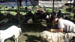 Manfaatkan Lahan Pemakaman Jadi Kandang Sementara Hewan Kurban