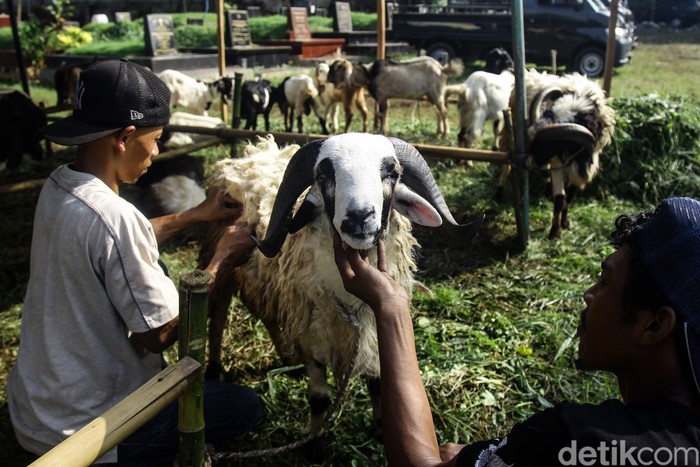 Pedagang menampilkan makan binatang kurban yang dijual di lahan pemakaman Tanah Kusir, Jakarta Selatan, Jumat (14/6/2024). Lahan pemakaman milik yayasan tersebut disewa pedagang sejak sebulan lalu. Menurut pedagang  binatang kurban, menjelang Idul Adha 1445 H seruan binatang kurban mengalami kenaikan sebesar 50 persen dibandingkan tahun sebelumnya dengan harga jual Rp 3 juta - Rp 6 juta per ekor kambing dan untuk harga sapi Rp 17 juta - Rp 33 juta per ekor tergantung besar dan berat tubuh hewan.