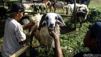 Menurut penjual hewan kurban, menjelang Idul Adha 1445 H permintaan hewan kurban mengalami peningkatan sebesar 50 persen dibandingkan tahun sebelumnya.
