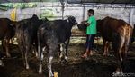 Manfaatkan Lahan Pemakaman Jadi Kandang Sementara Hewan Kurban