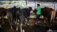 Satu ekor sapi dijual dengan harga Rp 17 juta - Rp 33 juta. Sementara kambing dijual dengan harga Rp 3 juta - Rp 6 juta per ekor.