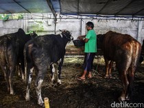 Daftar Harga Sapi dan Kambing Kurban 2025 Lengkap Tips Memilih, Cek di Sini!