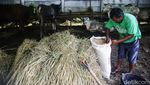 Manfaatkan Lahan Pemakaman Jadi Kandang Sementara Hewan Kurban