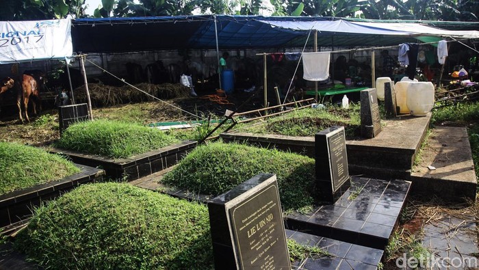 Pedagang memberikan makan hewan kurban yang dijual di lahan pemakaman Tanah Kusir, Jakarta Selatan, Jumat (14/6/2024). Lahan pemakaman milik yayasan tersebut disewa pedagang sejak sebulan lalu. Menurut penjual hewan kurban, menjelang Idul Adha 1445 H permintaan hewan kurban mengalami peningkatan sebesar 50 persen dibandingkan tahun sebelumnya dengan harga jual Rp 3 juta - Rp 6 juta per ekor kambing dan untuk harga sapi Rp 17 juta - Rp 33 juta per ekor tergantung besar dan berat badan hewan.