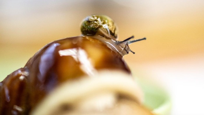 This picture taken on May 16, 2024 shows a Burgundy snail at the Mie Escargots Development Laboratory farm in Matsusaka, Mie prefecture. Stuffed with butter, garlic and parsley then baked, Burgundy snails -- or escargots de Bourgogne -- have been part of French gastronomy since the 19th century. Toshihide Takase, 76, says he is the only person in the world breeding this specific delicacy after four decades of trial and error to find the right conditions. (Photo by Philip FONG / AFP) / To go with AFP story Japan-France-food-drink-animal-snails, FOCUS by Etienne Balmer and Caroline Gardin
