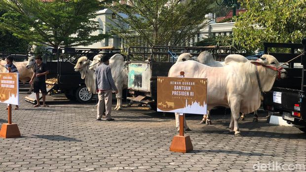 Penampakan sapi dari Presiden Joko Widodo (Jokowi) saat diserahkan secara simbolis di Kompleks Kepatihan, Kota Jogja, Jumat (14/6).