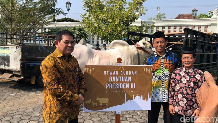 Penampakan sapi dari Presiden Joko Widodo (Jokowi) saat diserahkan secara simbolis di Kompleks Kepatihan, Kota Jogja, Jumat (14/6).