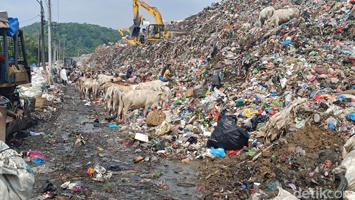 Penampakan sapi di TPA Jatibarang, Semarang, Jumat (14/6/2024).