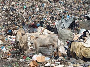 Melihat Penjualan Sapi Pemakan Sampah TPA Jatibarang Jelang Idul Adha