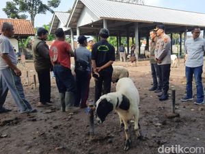 Cek Kesehatan Hewan Kurban, Petugas Sidak Pasar Hewan Singaparna