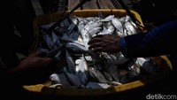 Sekali berangkat ke laut nelayan bisa mendapatkan ikan sebanyak 1 - 5 ton.