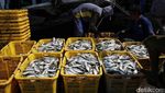 Potret Melimpah Tangkapan Ikan Nelayan Muara Angke