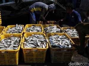 Nelayan Girang Ada Program Makan Bergizi Gratis, Ini Alasannya