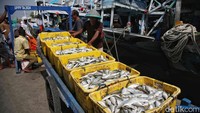 Ikan yang baru diturunkan dari kapal langsung dimuat ke dalam keranjang untuk dibawa ke lokasi distribusi.