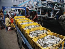 Potret Melimpah Tangkapan Ikan Nelayan Muara Angke