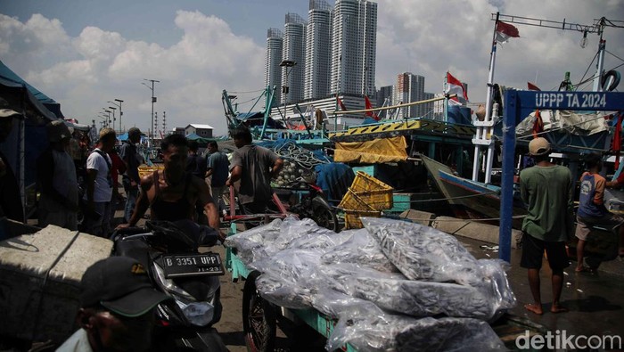 Potret Melimpah Tangkapan Ikan Nelayan Muara Angke Sejumlah nelayan melakukan bongkar muat ikan kembung di Pelabuhan Perikanan Muara Angke, Jakarta Utara, Jumat (14/6/2024). Menurut keterangan nelayan, saat ini musim tangkap ikan sedang bagus dan sekali berangkat ke laut nelayan bisa mendapatkan ikan sebanyak 1 - 5 ton.