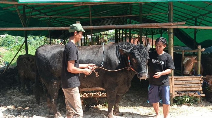 Prabowo beli 6 sapi Jumbo dari peternak di Sukabumi.
