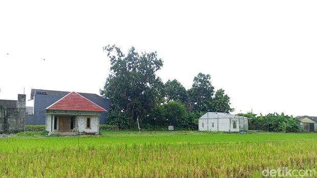 Puing tembok di tengah sawah Bantul ternyata eks pesanggrahan Sultan HB II. Foto diambil Rabu (29/5/2024).