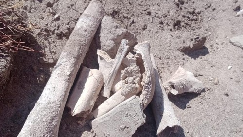 Tulang-belulang manusia yang ditemukan diarea penggalian staging PT STM di Desa Huu, Dompu, NTB. (Istimewa/Arianto)