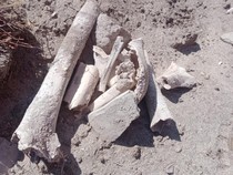 Viral Penemuan Tulang Manusia di Area Tambang, PT STM Buka Suara