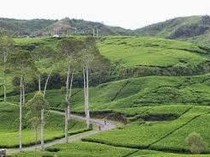 Glamping di Agrowisata Jamus Disuguhi Cantiknya Pemandangan Alam Ngawi