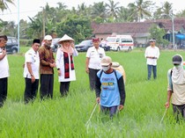 Beras Organik Banyuwangi Tembus 18 Ribu Supermarket di Indonesia