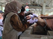 Pemkot Parepare Periksa 1.671 Hewan Kurban, 8 Sapi Ditemukan Tak Layak