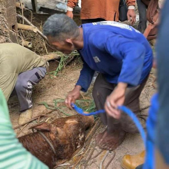 Evakuasi sapi milik warga di Pacitan tercebur ke sumur