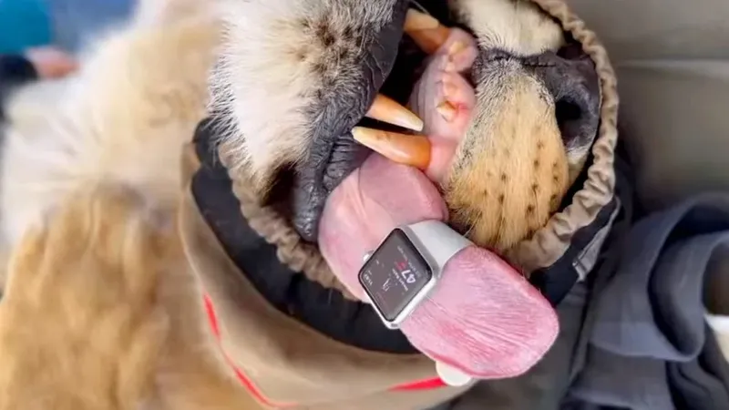 Foto lidah singa pakai Apple Watch untuk pantau detak jantung