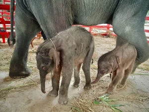 Thailand Diberkahi Titipan Langka!