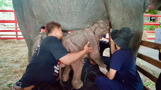 Gajah kembar di Thailand