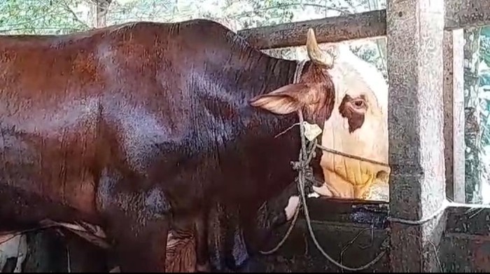 Jenggot, sapi kurban Jokowi di Jambi.