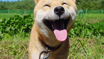 Hari yang menyenangkan sepertinya  buat anjing ini. Foto: Boredpanda