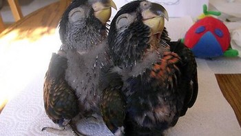 Pose lucu mereka. Foto: Boredpanda