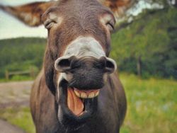 Lagi Sedih? Lihat Kumpulan Hewan Ini Jadi Ikutan Senyum