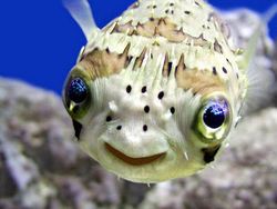 Lagi Sedih? Lihat Kumpulan Hewan Ini Jadi Ikutan Senyum