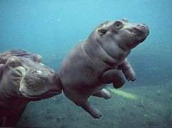 Lagi Sedih? Lihat Kumpulan Hewan Ini Jadi Ikutan Senyum