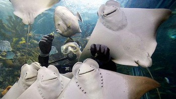 Wah ada foto keluarga ikan pari nih. Foto: Boredpanda